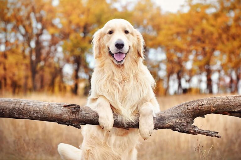Zlatý retriever, 16 rokov, nádor na chvoste