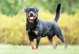 Rotweiler, hypertroficka neuritida