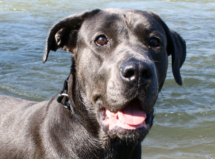 Cane corso, nádor na oku